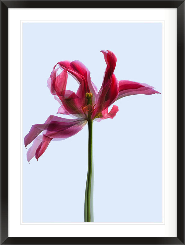 Gesture in Light (Tulipa gesneriana)