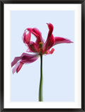 Gesture in Light (Tulipa gesneriana)