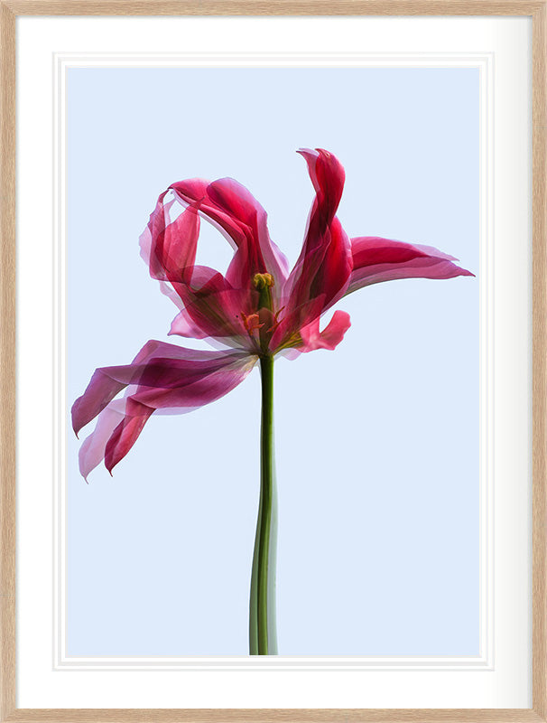 Gesture in Light (Tulipa gesneriana)
