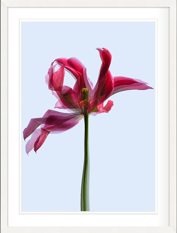 Gesture in Light (Tulipa gesneriana)