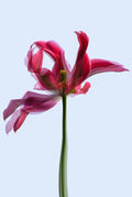 Gesture in Light (Tulipa gesneriana)
