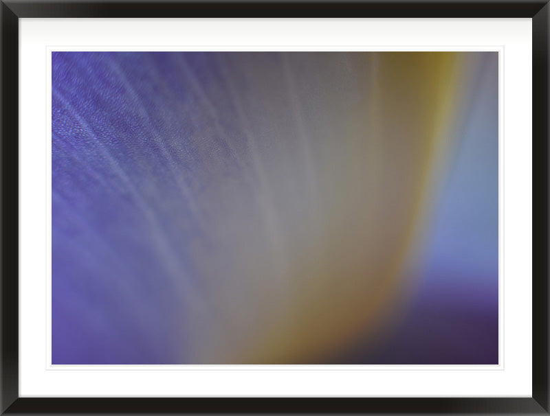 Colour Before Form (Iris germanica)