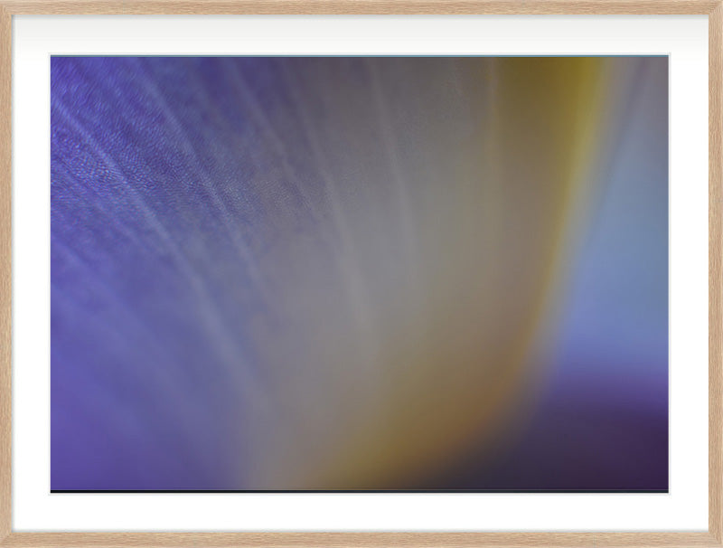 Colour Before Form (Iris germanica)