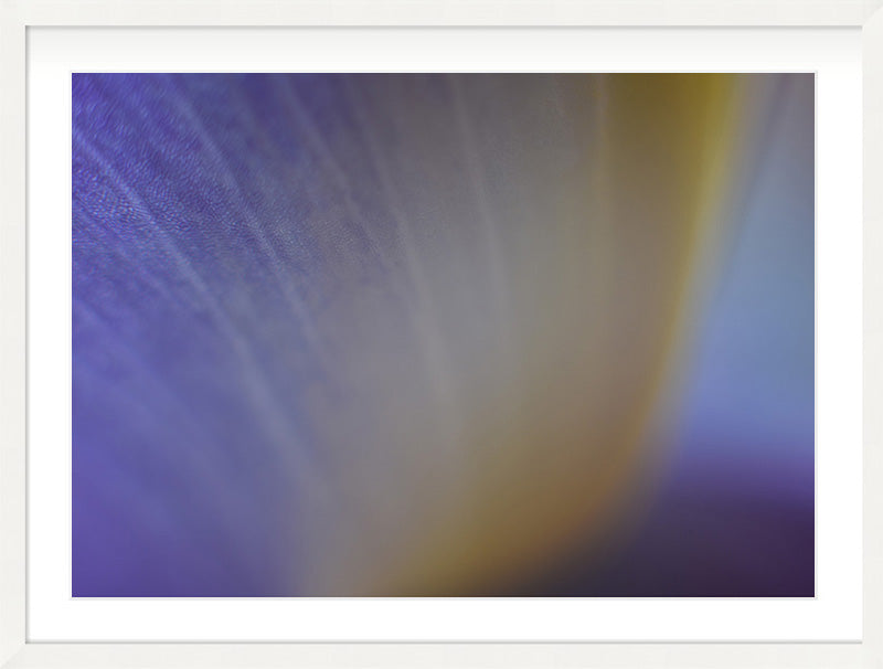 Colour Before Form (Iris germanica)