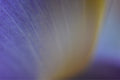 Colour Before Form (Iris germanica)