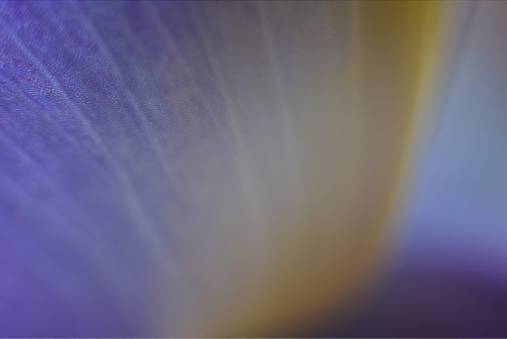 Colour Before Form (Iris germanica)