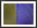 Edge of Violet (Iris germanica)