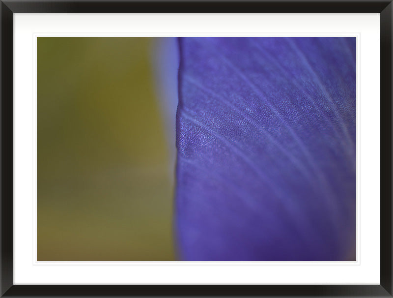 Edge of Violet (Iris germanica)