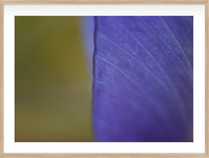Edge of Violet (Iris germanica)