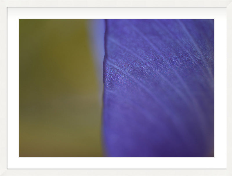 Edge of Violet (Iris germanica)
