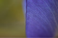 Edge of Violet (Iris germanica)
