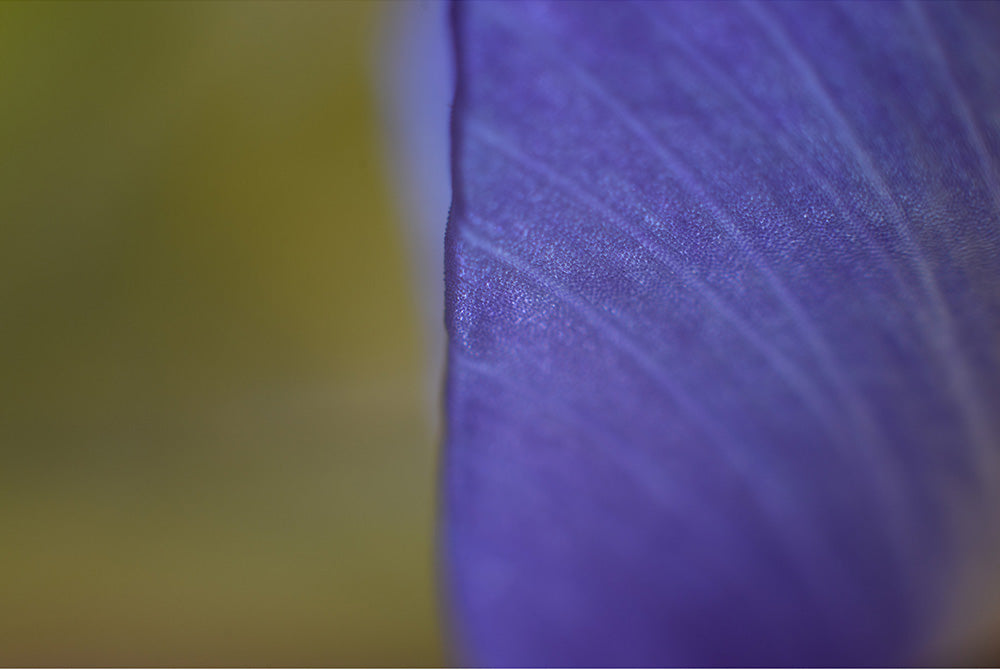 Edge of Violet (Iris germanica)