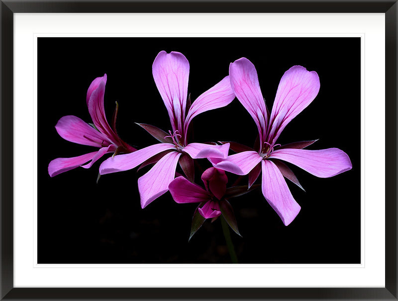 Small Constellation (Geranium sanguineum)