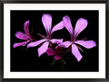 Small Constellation (Geranium sanguineum)