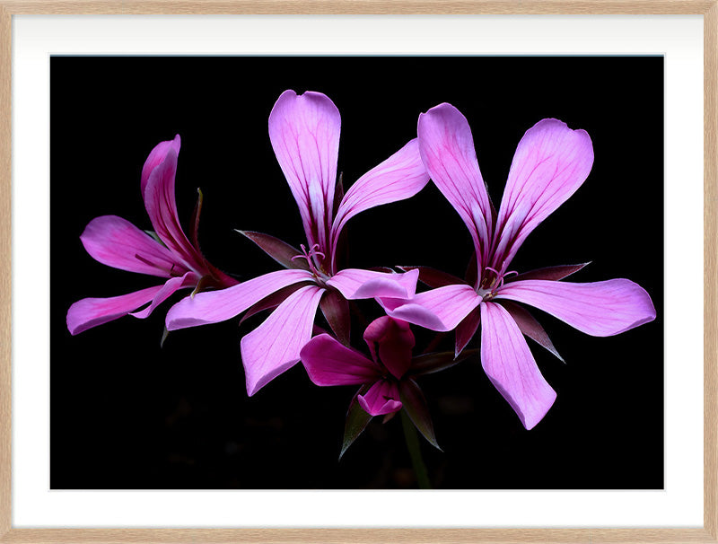 Small Constellation (Geranium sanguineum)
