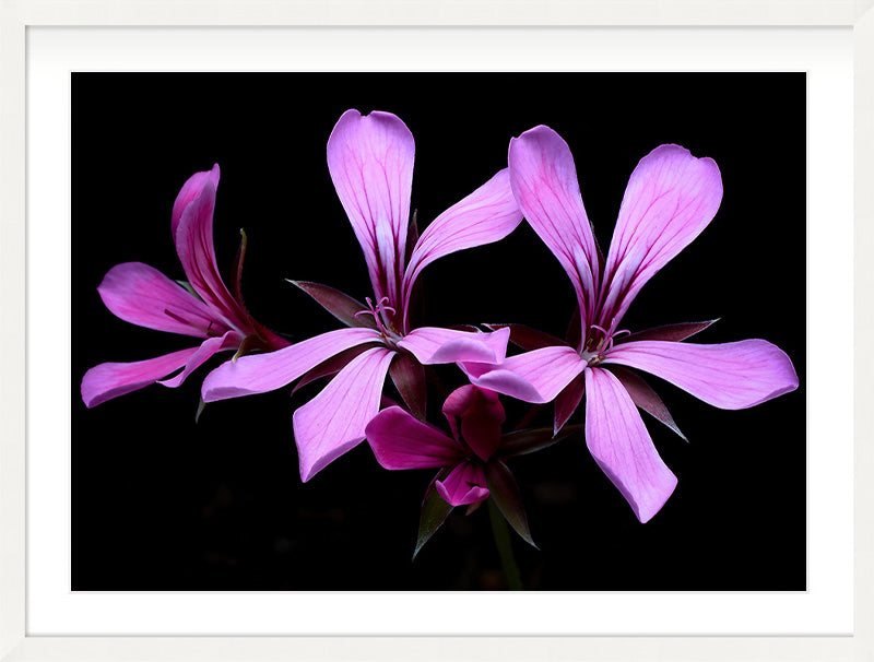 Small Constellation (Geranium sanguineum)