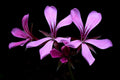 Small Constellation (Geranium sanguineum)