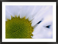 The Centre Holds (Leucanthemum vulgare)