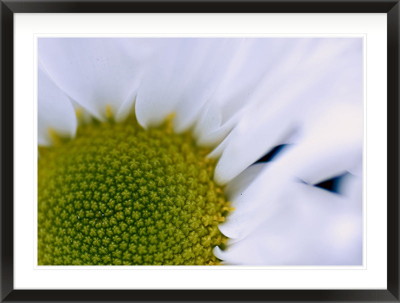 The Centre Holds (Leucanthemum vulgare)