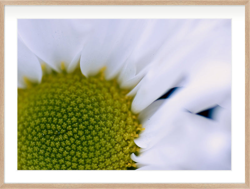 The Centre Holds (Leucanthemum vulgare)