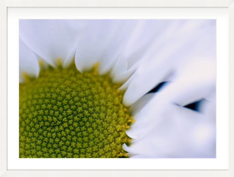 The Centre Holds (Leucanthemum vulgare)