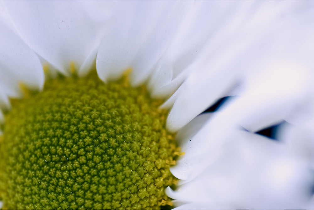 The Centre Holds (Leucanthemum vulgare)