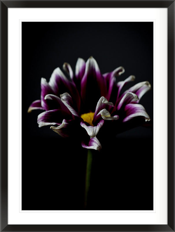 In Quiet Light (Gazania rigens)