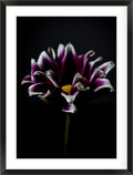 In Quiet Light (Gazania rigens)