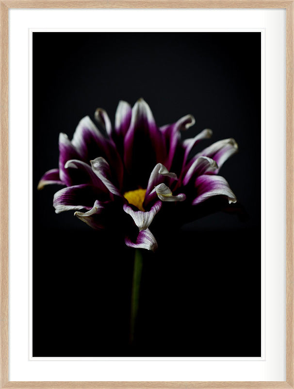 In Quiet Light (Gazania rigens)