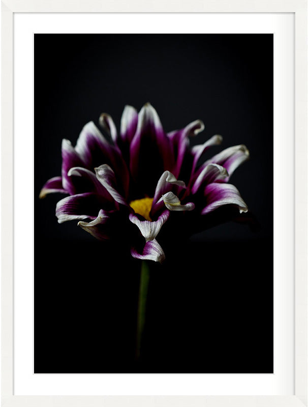 In Quiet Light (Gazania rigens)