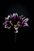In Quiet Light (Gazania rigens)
