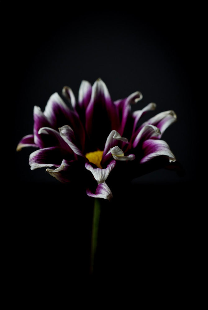 In Quiet Light (Gazania rigens)