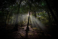 The Clearing Light — Wye Valley