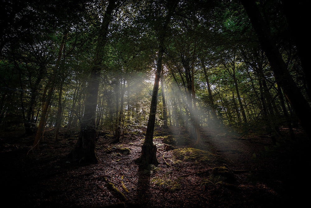 The Clearing Light — Wye Valley