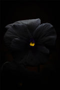 Nocturne in Violet (Viola × wittrockiana)