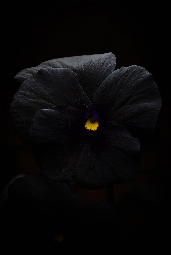 Nocturne in Violet (Viola × wittrockiana)