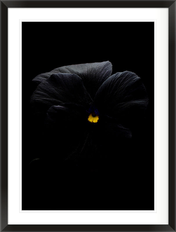 Nocturne in Violet (Viola × wittrockiana)