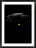 Nocturne in Violet (Viola × wittrockiana)