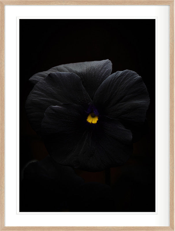 Nocturne in Violet (Viola × wittrockiana)