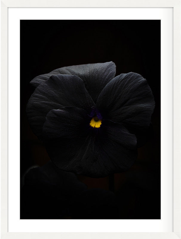 Nocturne in Violet (Viola × wittrockiana)