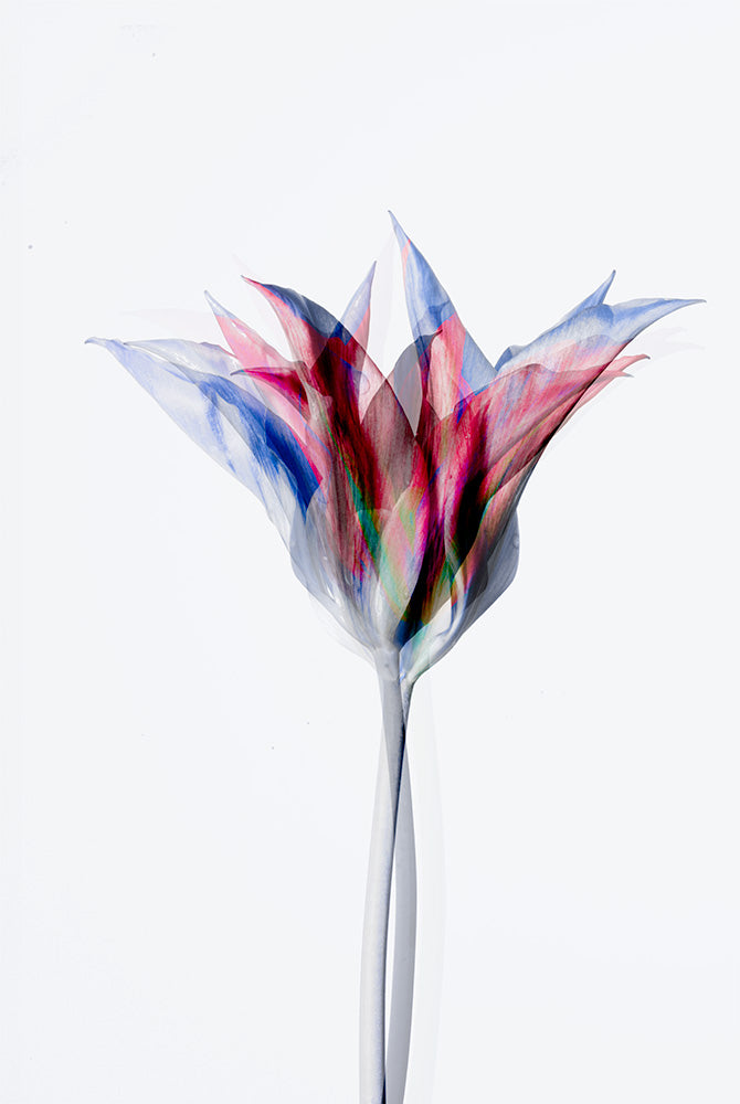 Unfolding Form (Tulipa gesneriana)