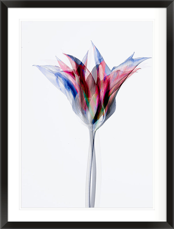 Unfolding Form (Tulipa gesneriana)