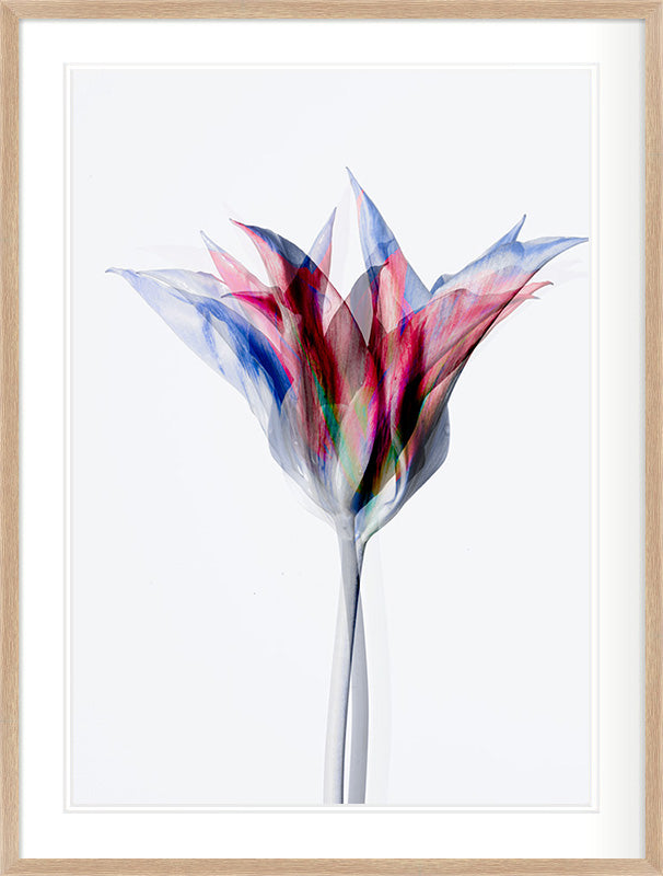 Unfolding Form (Tulipa gesneriana)