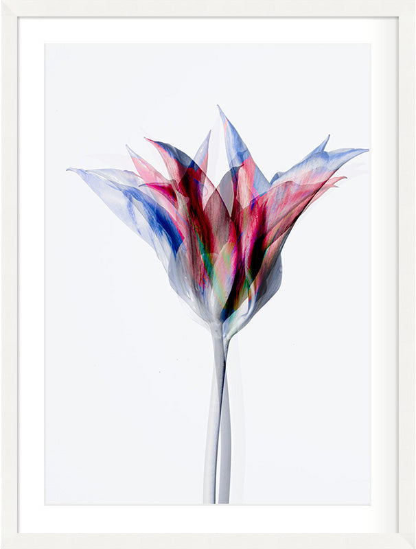 Unfolding Form (Tulipa gesneriana)