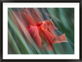 Bloom in Two Moments (Crocosmia × crocosmiiflora)