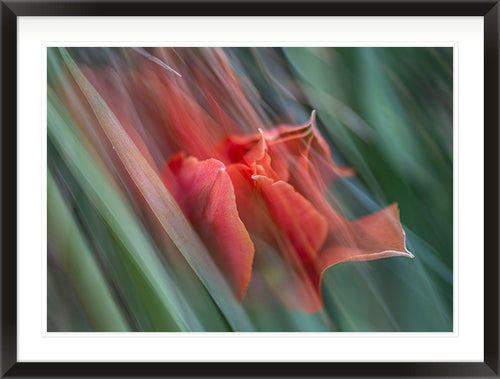 Bloom in Two Moments (Crocosmia × crocosmiiflora)