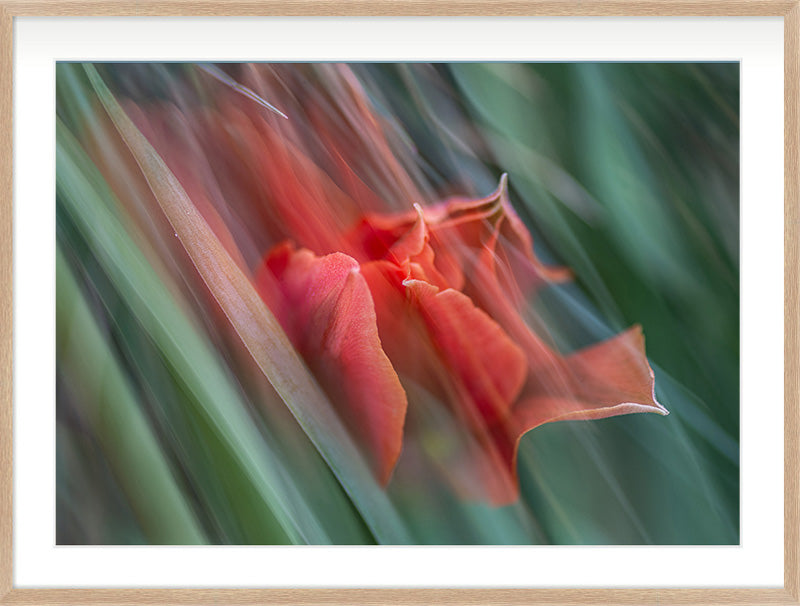 Bloom in Two Moments (Crocosmia × crocosmiiflora)