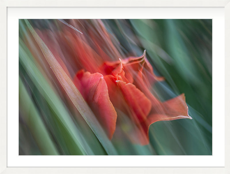 Bloom in Two Moments (Crocosmia × crocosmiiflora)