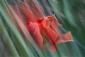 Bloom in Two Moments (Crocosmia × crocosmiiflora)