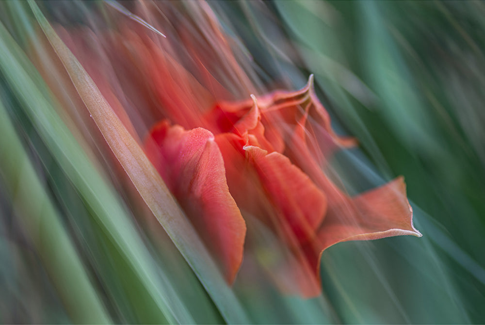 Bloom in Two Moments (Crocosmia × crocosmiiflora)